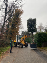 Stein-Eiche / Quercus ilex