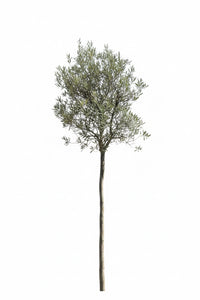 Olivenbaum / Olea europaea