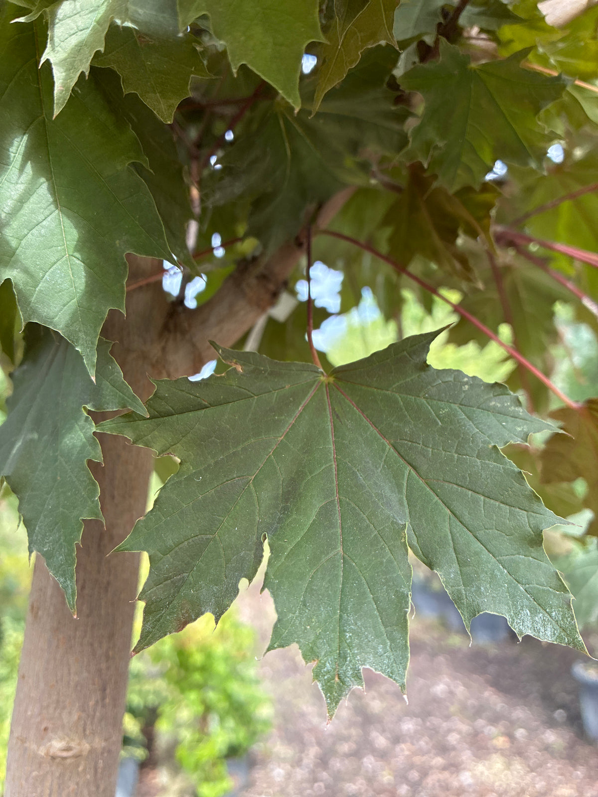 Spitzahorn 'Crimson Sentry' / Acer platanoides 'Crimson Sentry'