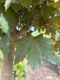 Spitzahorn 'Crimson Sentry' / Acer platanoides 'Crimson Sentry'