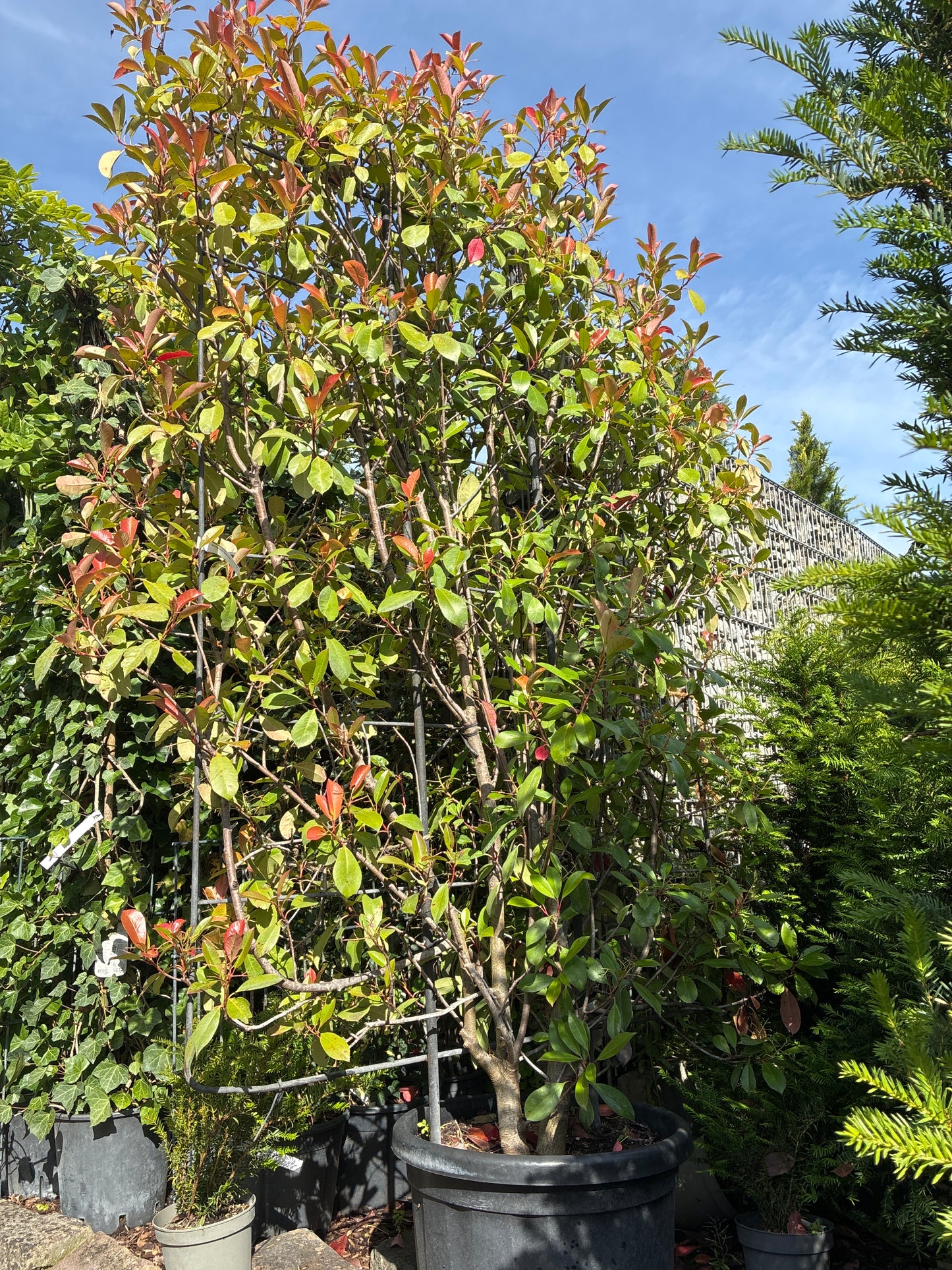 Glanzmispel 'Red Robin' / Photinia fraseri 'Red Robin', Spalier