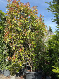 Glanzmispel 'Red Robin' / Photinia fraseri 'Red Robin', Spalier