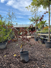 Zierpflaume 'Trailblazer' / Prunus cerasifera 'Trailblazer'