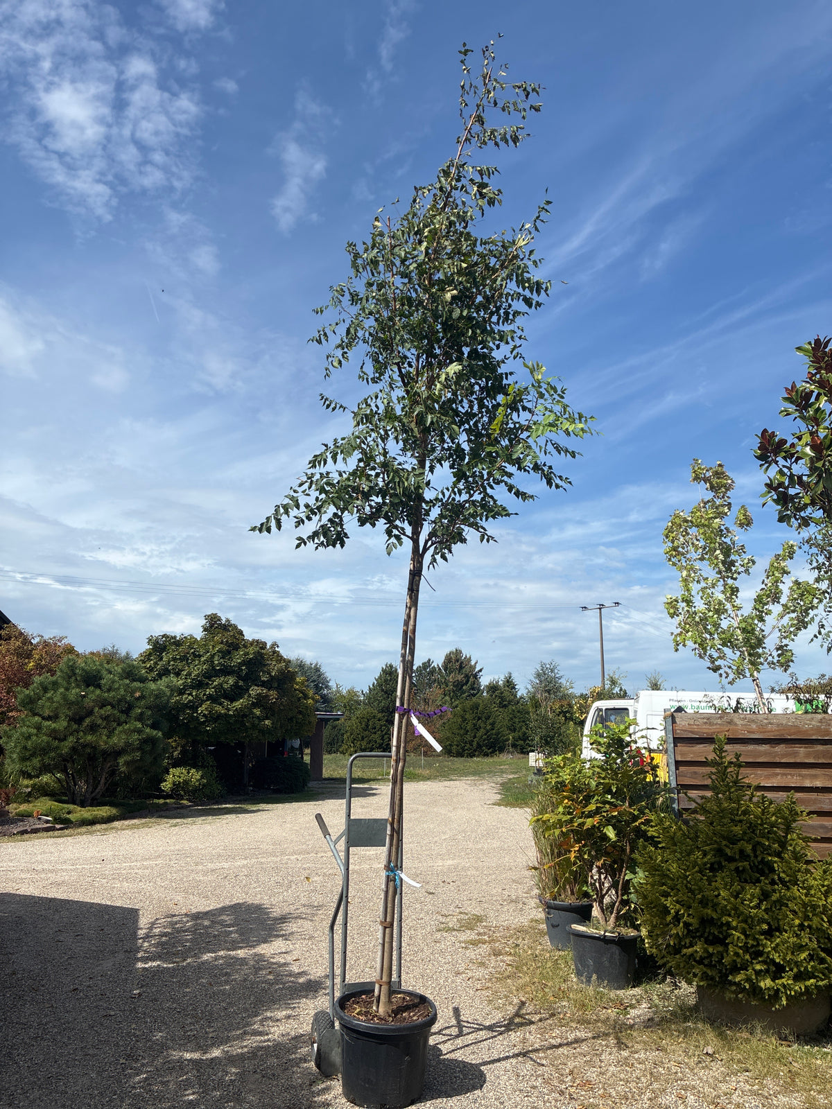 Blasenesche / Koelreuteria paniculata