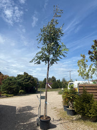 Blasenesche / Koelreuteria paniculata