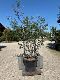 Kupfer-Felsenbirne / Amelanchier lamarckii