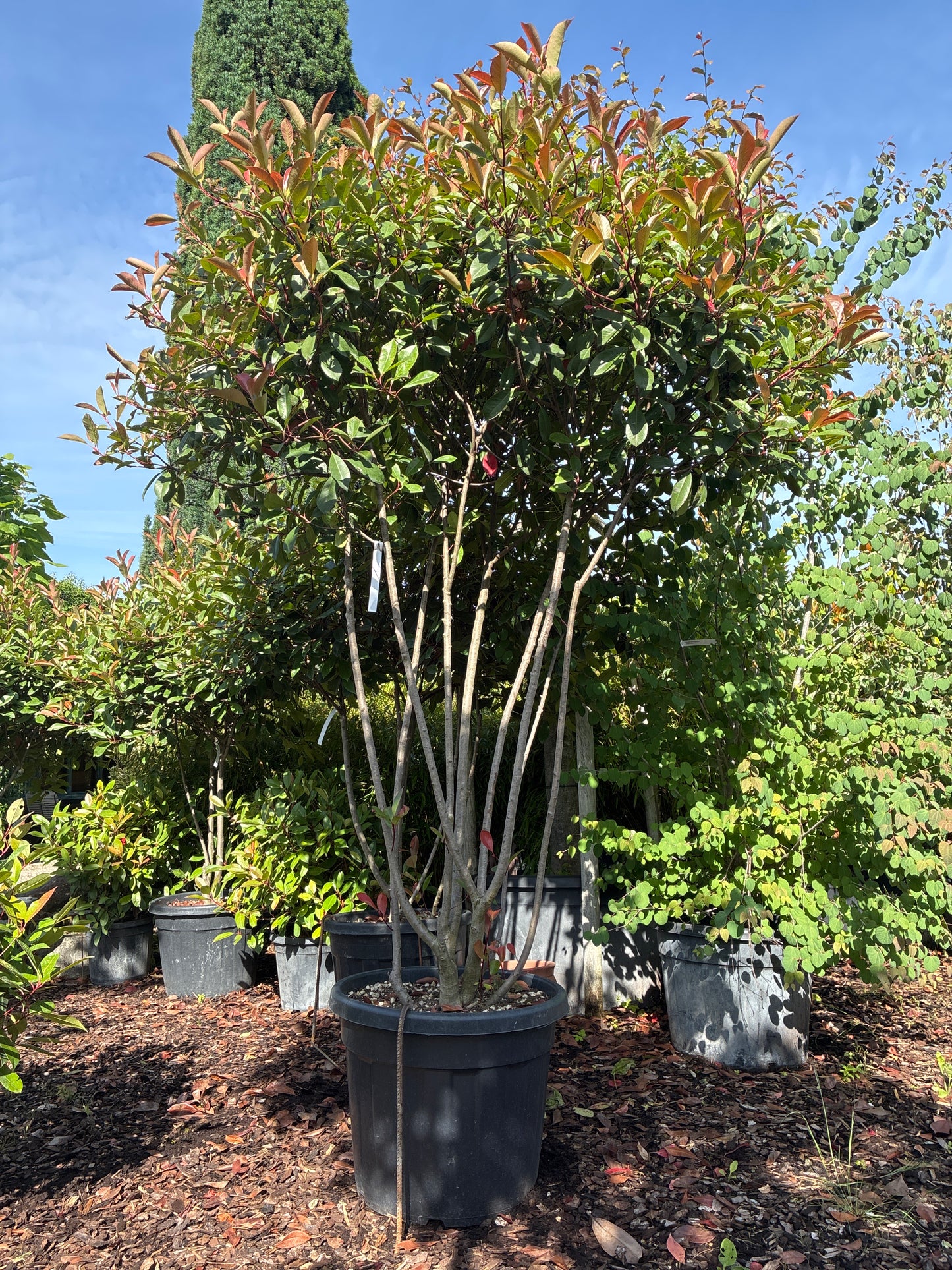 Glanzmispel 'Red Robin' / Photinia fraseri 'Red Robin'