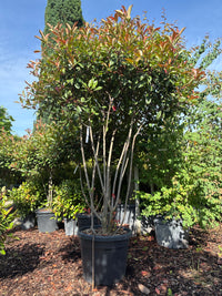 Glanzmispel 'Red Robin' / Photinia fraseri 'Red Robin'