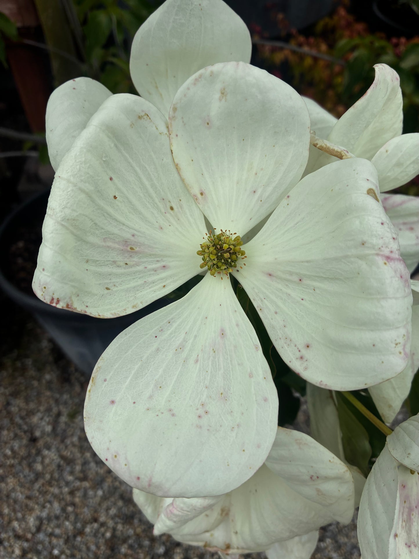 Japanischer Blumen-Hartriegel 'Venus'® / Cornus kousa 'Venus'®