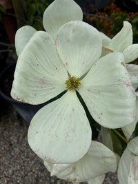 Japanischer Blumen-Hartriegel 'Venus'® / Cornus kousa 'Venus'®