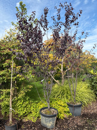 Blutpflaume 'Nigra' / Prunus cerasifera 'Nigra'