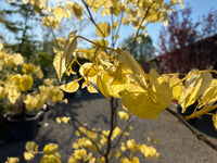 Kanadischer Judasbaum 'Rising Sun' / Cercis canadensis 'Rising Sun'