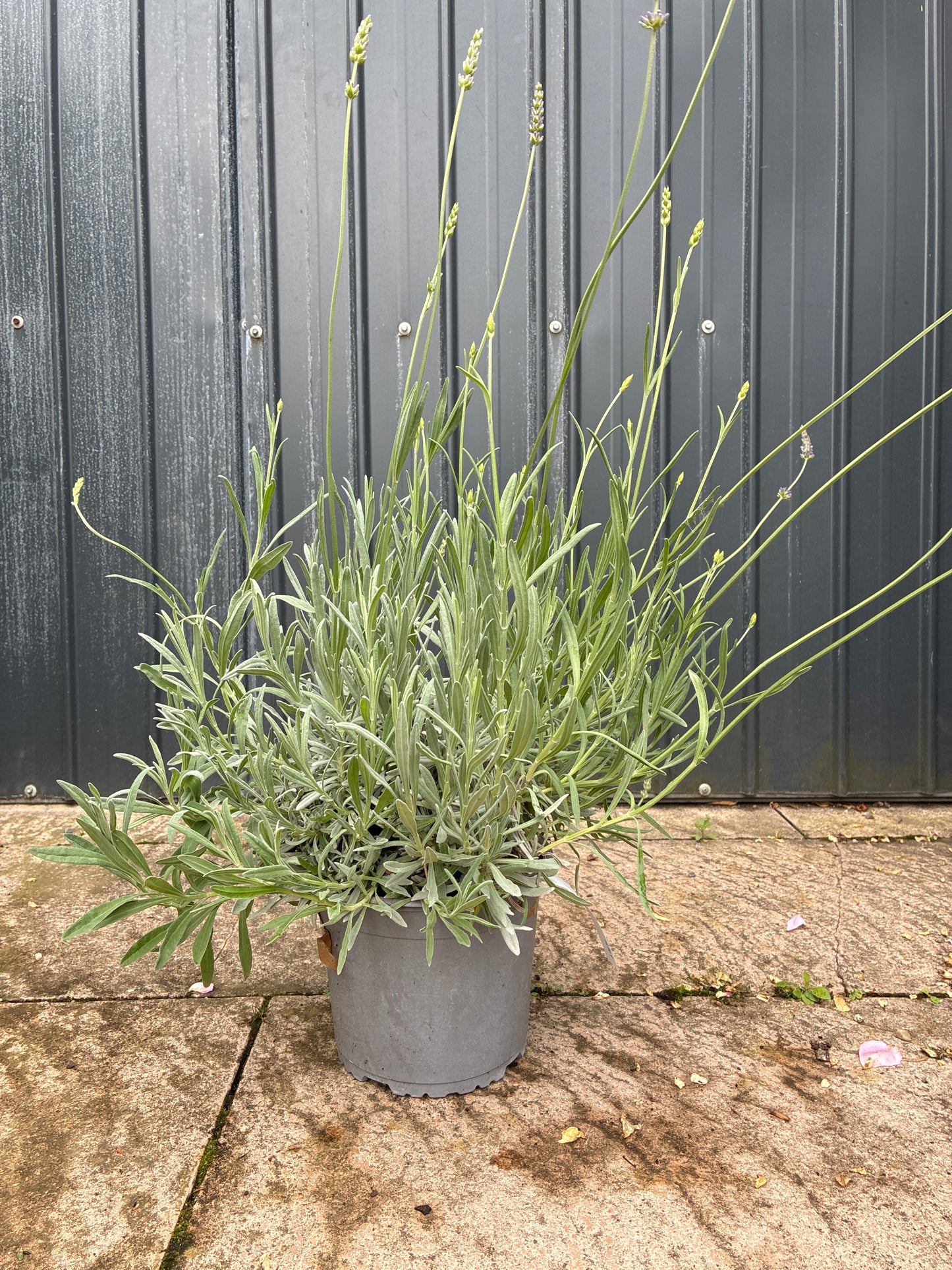 Echter Lavendel / Lavandula angustifolia