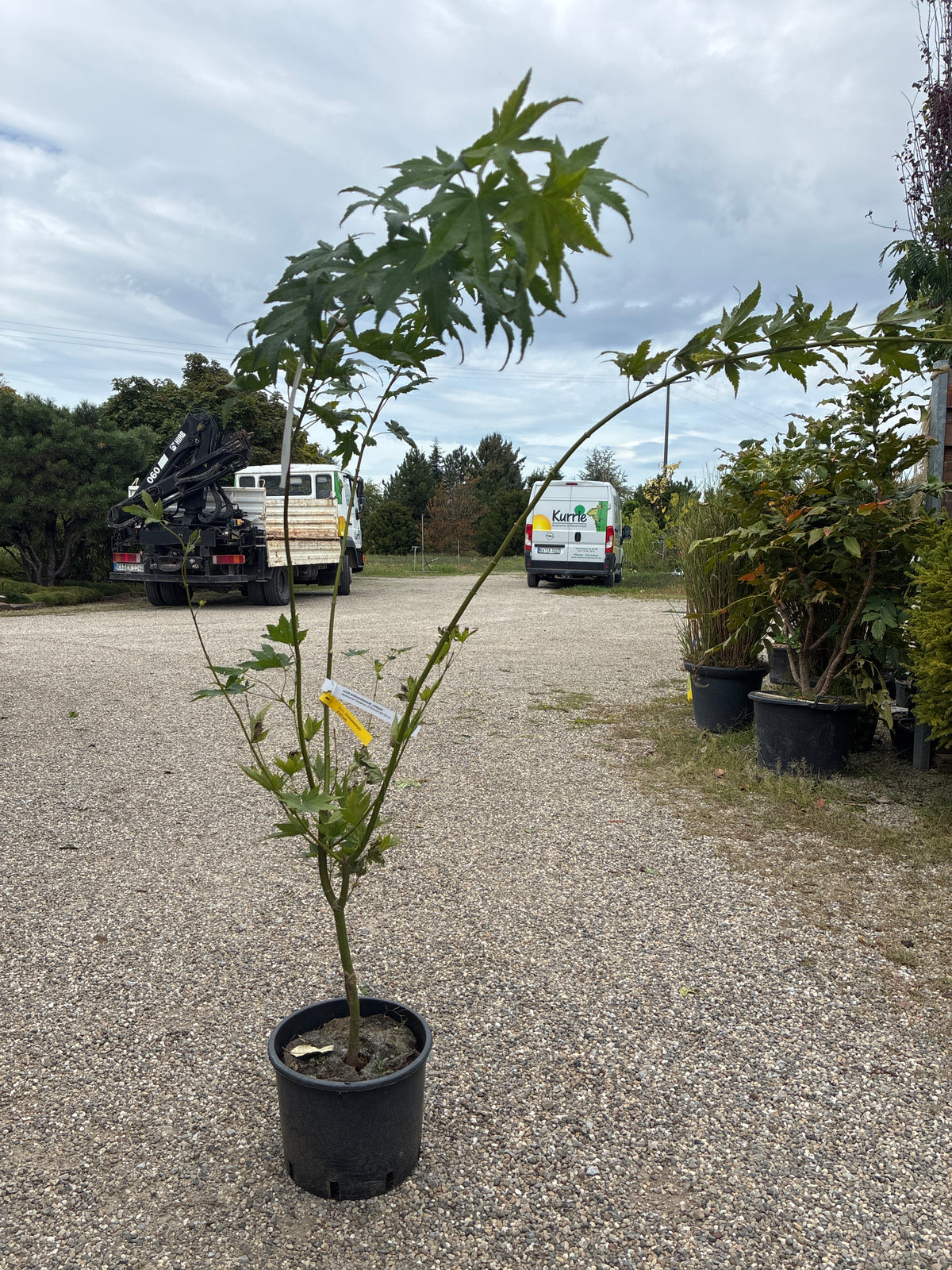 Japanischer Goldahorn 'Jordan' / Acer shirasawanum 'Jordan'