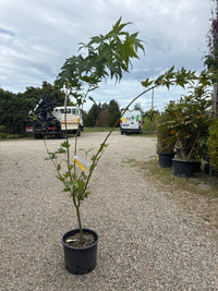 Japanischer Goldahorn 'Jordan' / Acer shirasawanum 'Jordan'