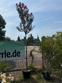 Lagerströmie 'Dynamite' / Lagerstroemia indica 'Dynamite'