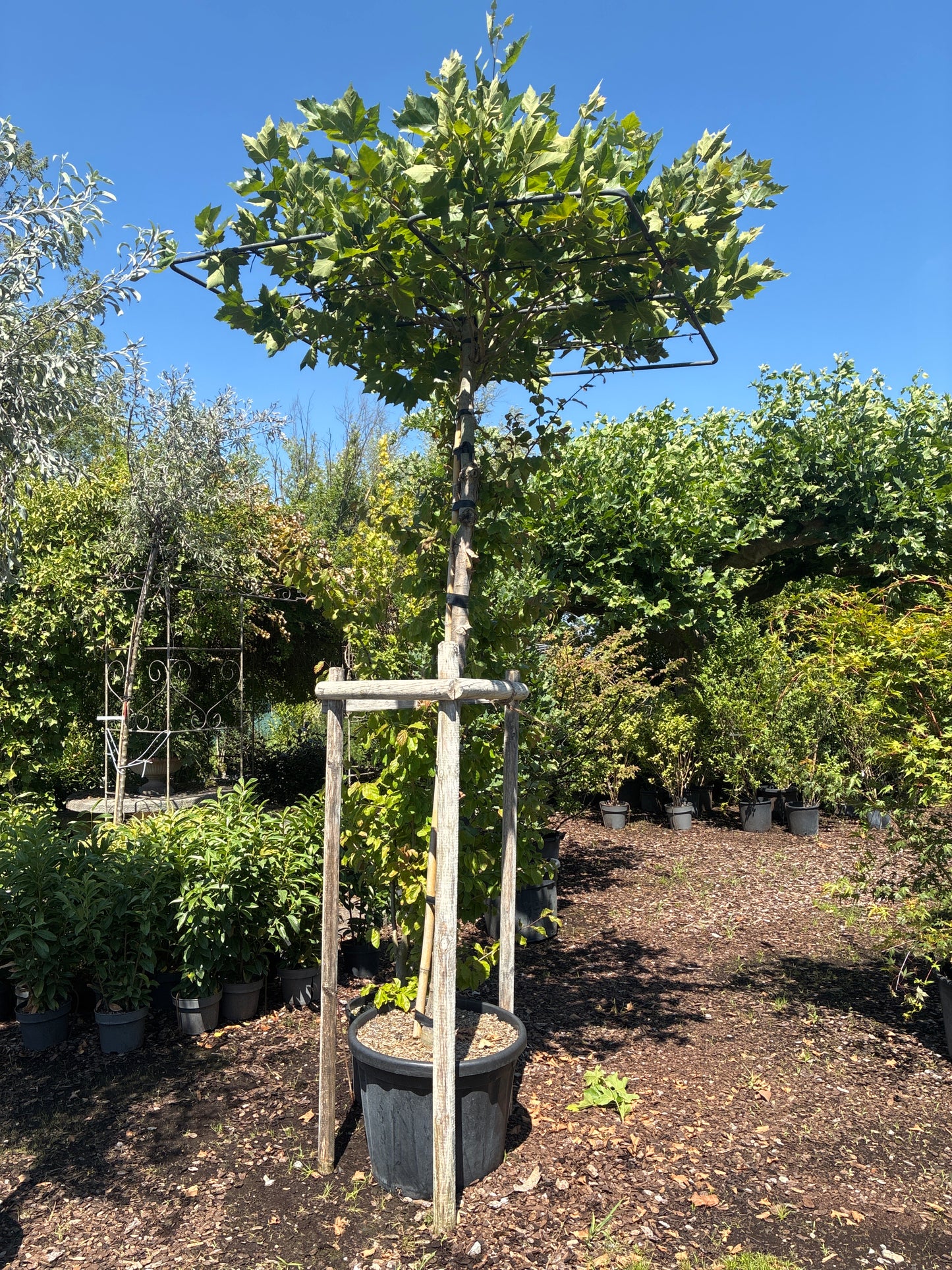 Ahornblättrige Platane / Platanus x hispanica, Stamm und Dachplatane
