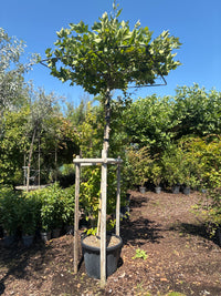 Ahornblättrige Platane / Platanus x hispanica, Stamm und Dachplatane