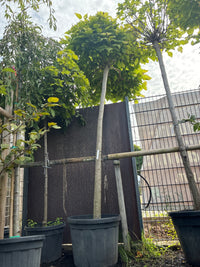 Kugel-Trompetenbaum 'Nana' / Catalpa bignonioides 'Nana'