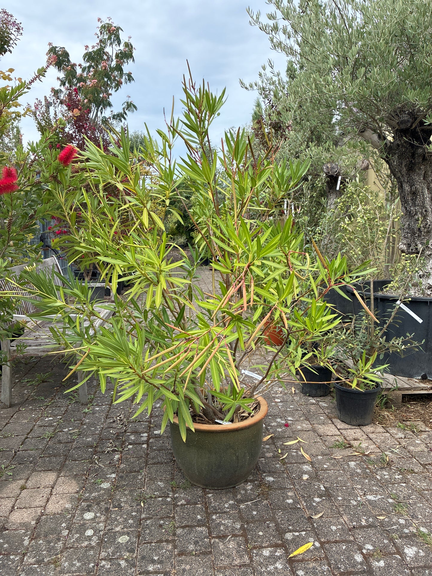 Oleander / Nerium oleander