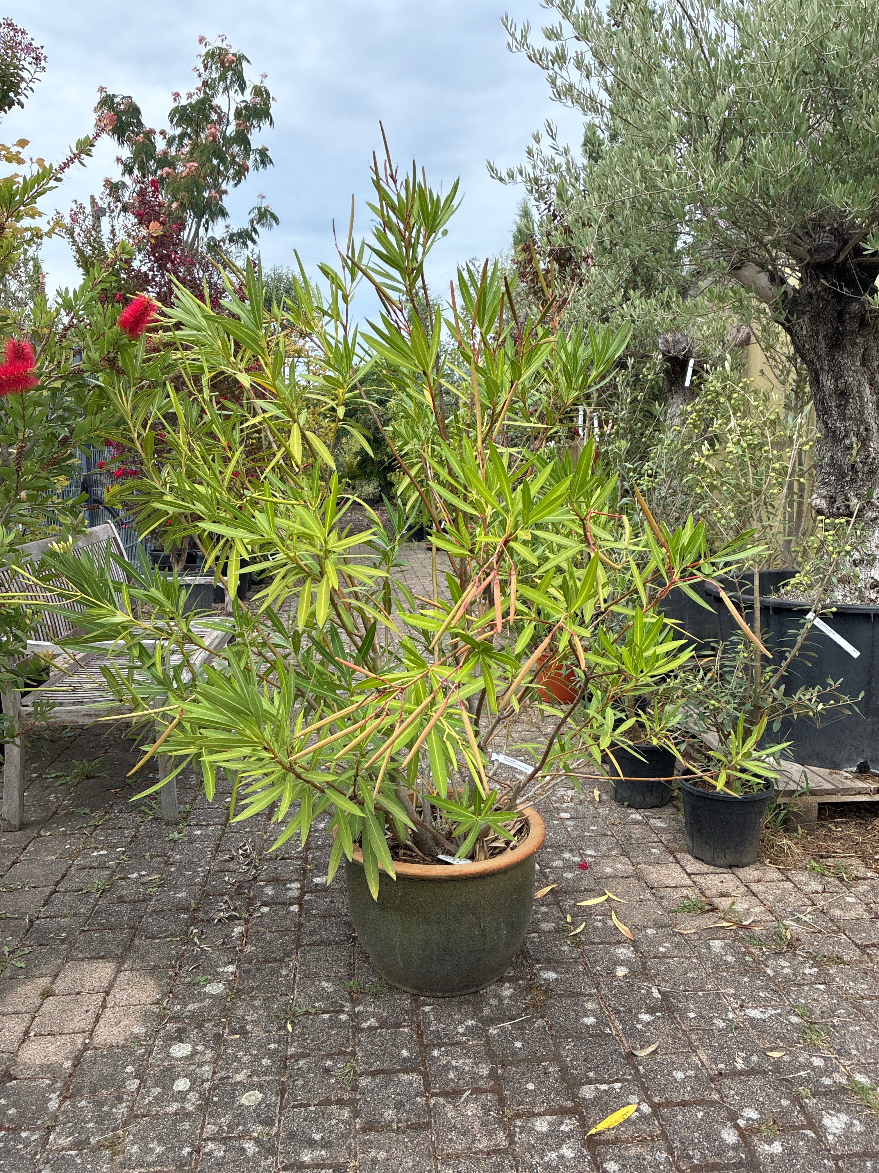Oleander / Nerium oleander