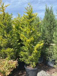 Leyland-Zypresse 'Gold Rider' / Cupressocyparis leylandii 'Gold Rider'