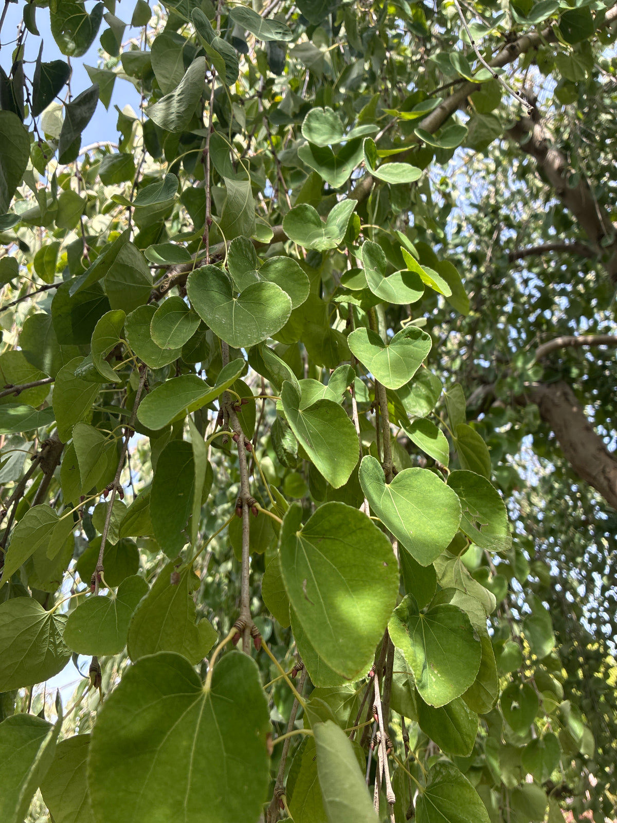 Hängender Katsurabaum 'Pendulum' / Cercidiphyllum japonicum 'Pendulum', Stamm