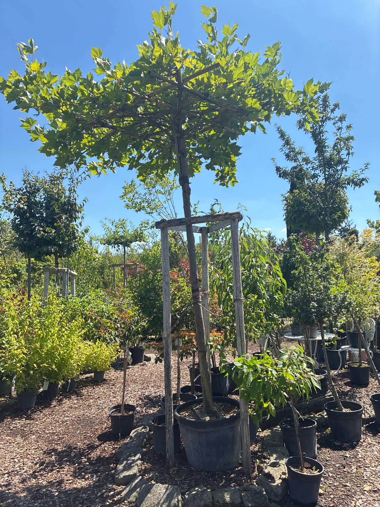 Ahornblättrige Platane / Platanus x hispanica, Stamm und Dachplatane