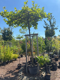 Ahornblättrige Platane / Platanus x hispanica, Stamm und Dachplatane