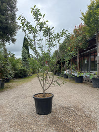 Kupfer-Felsenbirne / Amelanchier lamarckii