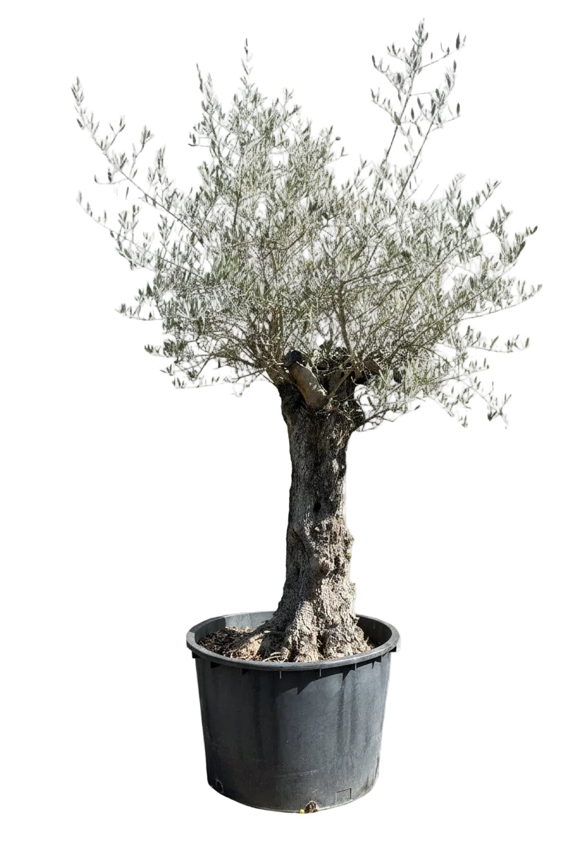 Olivenbaum / Olea europaea
