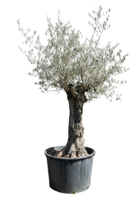 Olivenbaum / Olea europaea
