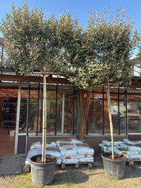 Wintergrüne Ölweide / Elaeagnus x ebbingei, stamm