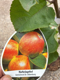 Tafelapfel / Malus domestica ‘Geheimrat Dr. Oldenburg’
