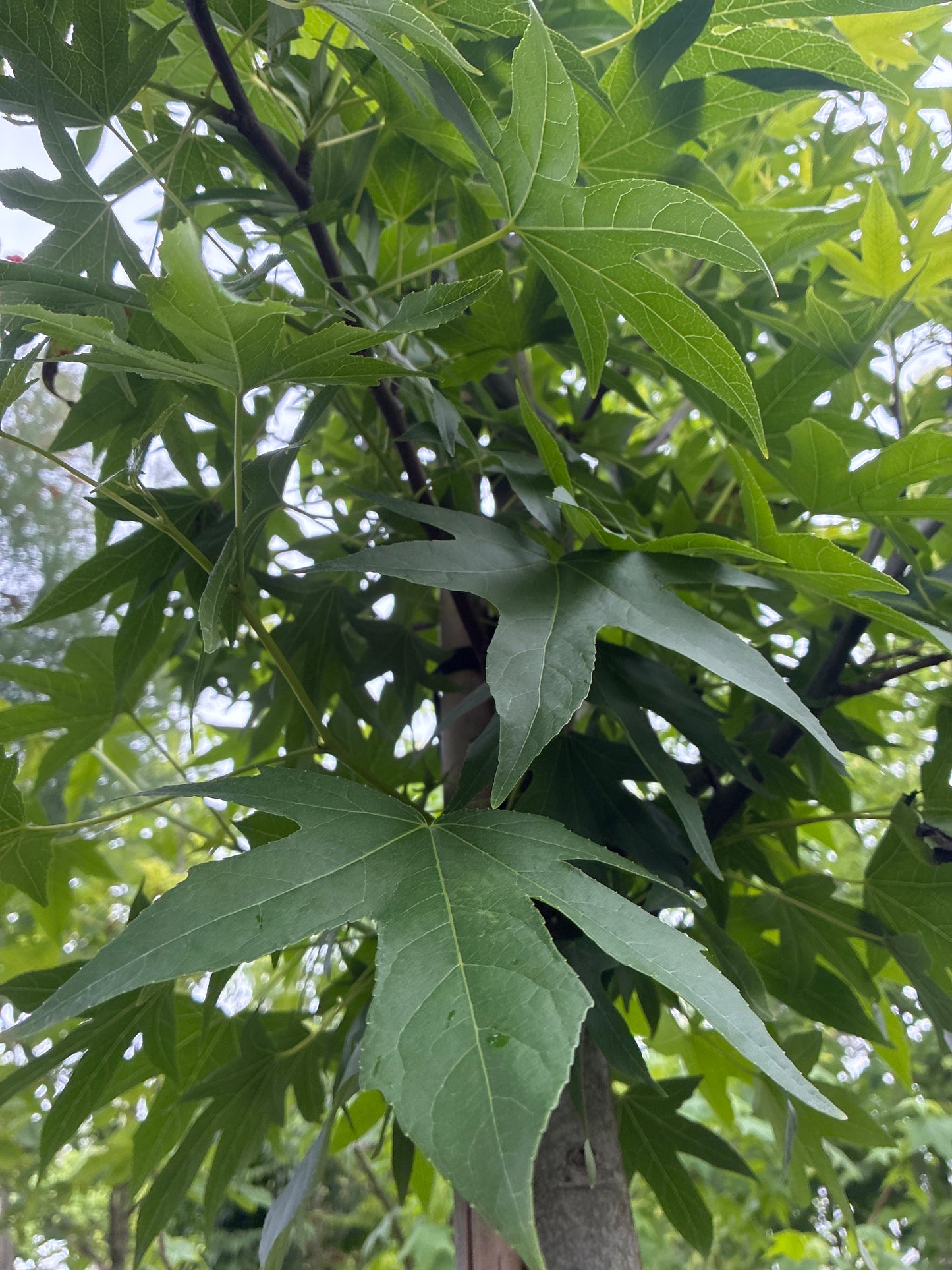 Amberbaum 'Worplesdon' / Liquidambar styraciflua 'Worplesdon'