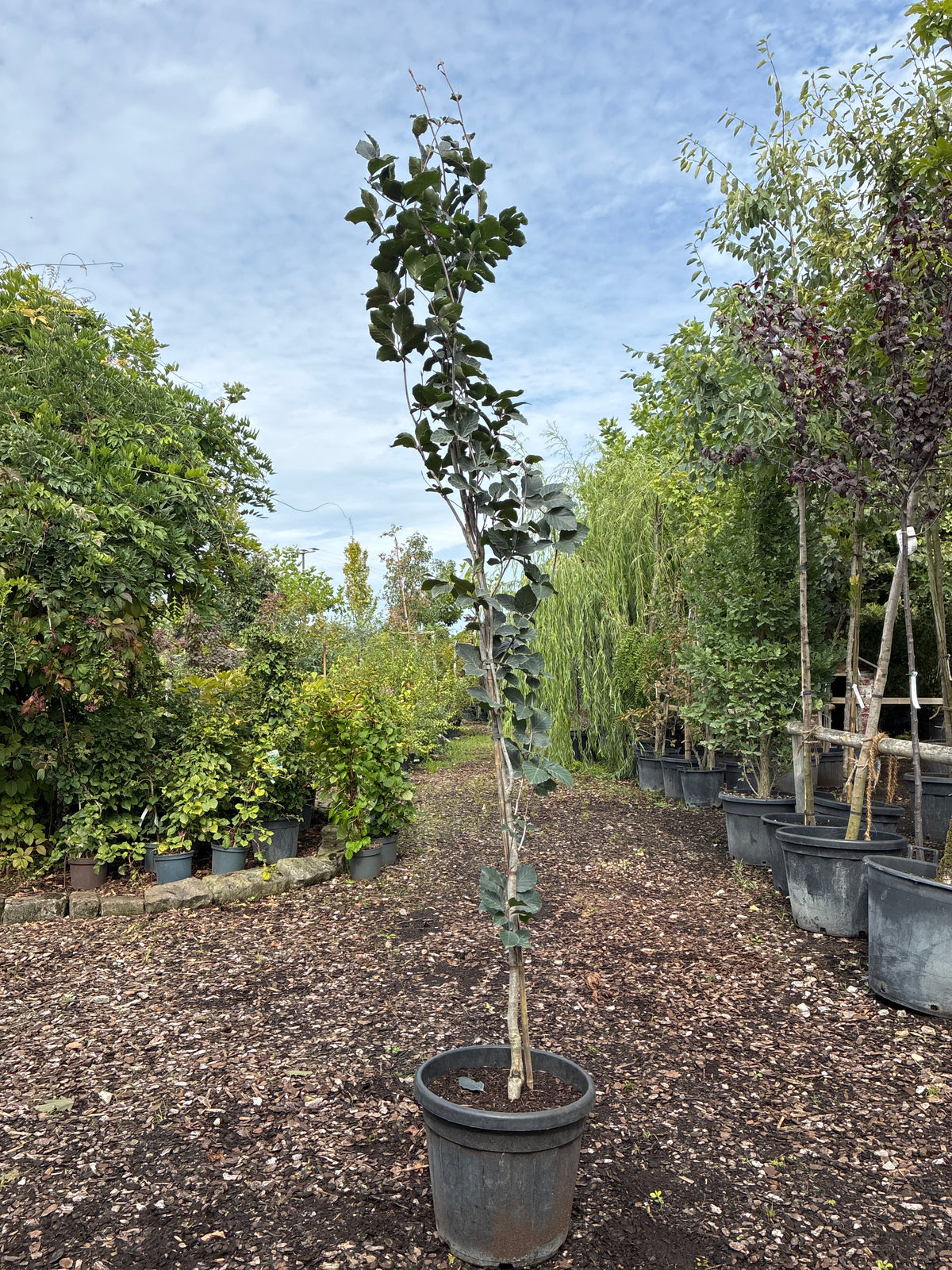 Blutbuche 'Atropunicea' / Fagus sylvatica 'Atropunicea'