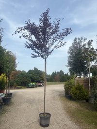 Blutpflaume 'Nigra' / Prunus cerasifera 'Nigra'
