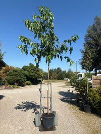 Maulbeerbaum 'Fruitless' / Morus alba 'Fruitless'