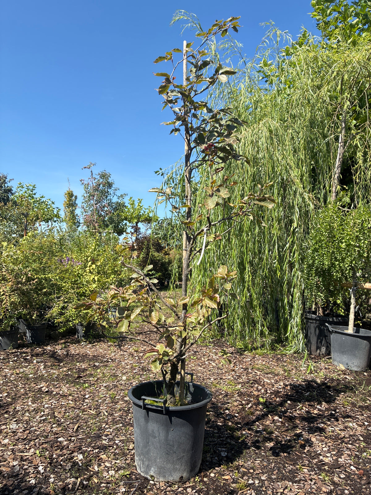 Rotbuche 'Tricolor' / Fagus sylvatica 'Tricolor'