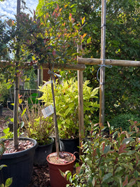 Glanzmispel 'Little Red Robin' / Photinia fraseri 'Little Red Robin'