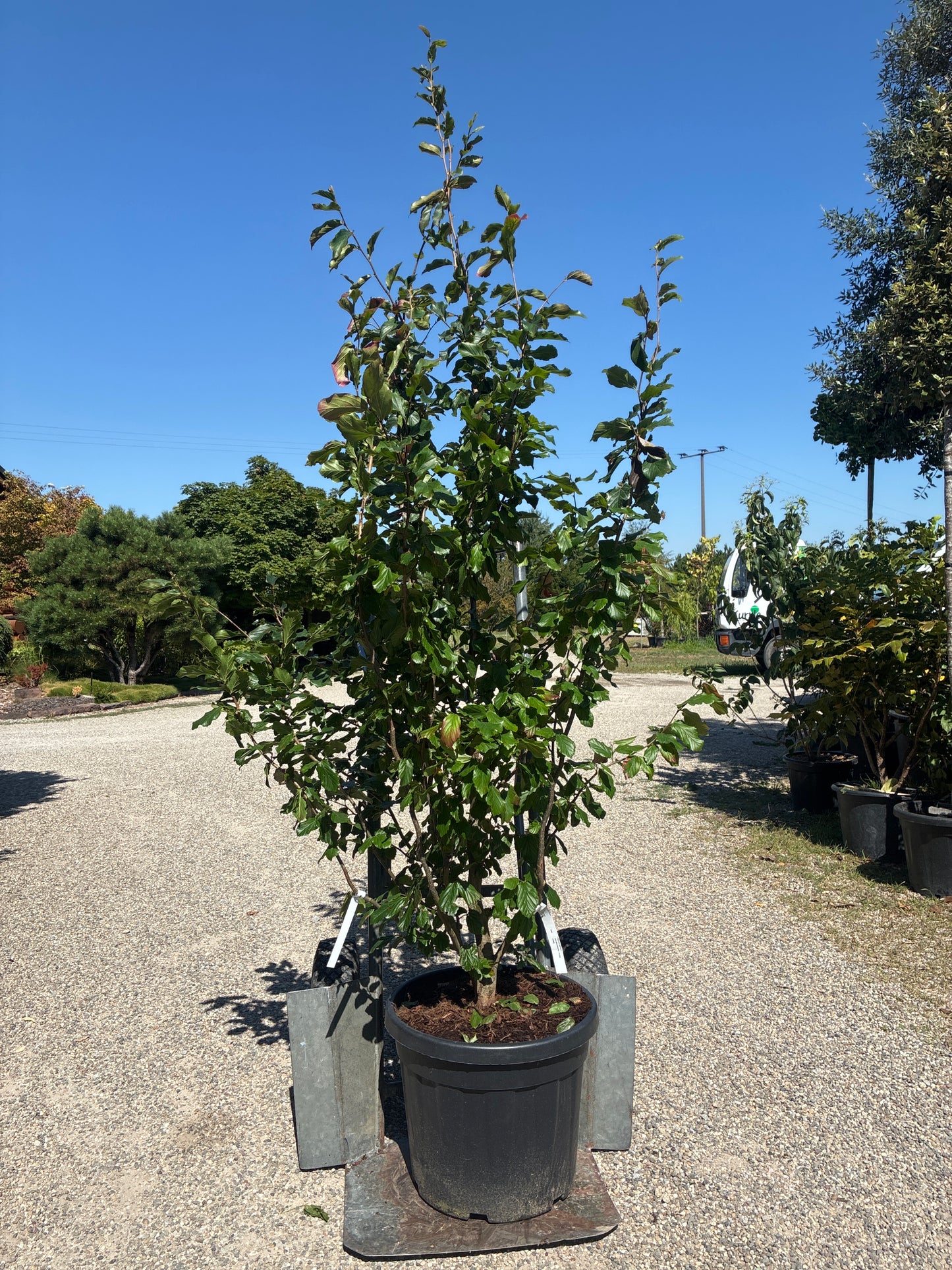 Eisenbaum / Parrotia persica