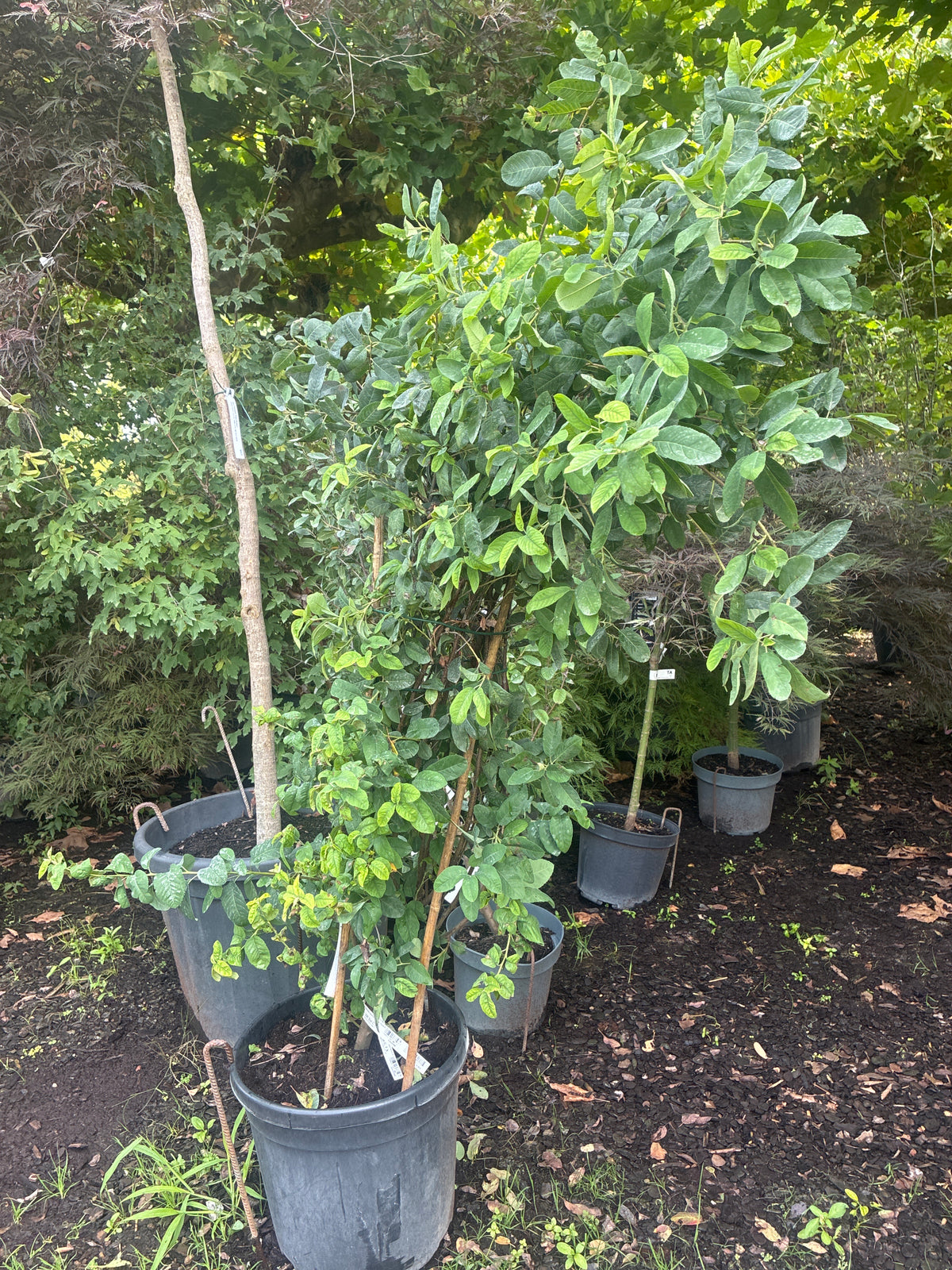 Felsenbirne / Amelanchier lamarckii 'October Flame'®