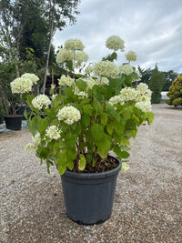 Ballhortensie 'Annabelle' / Hydrangea arborescens 'Annabelle'