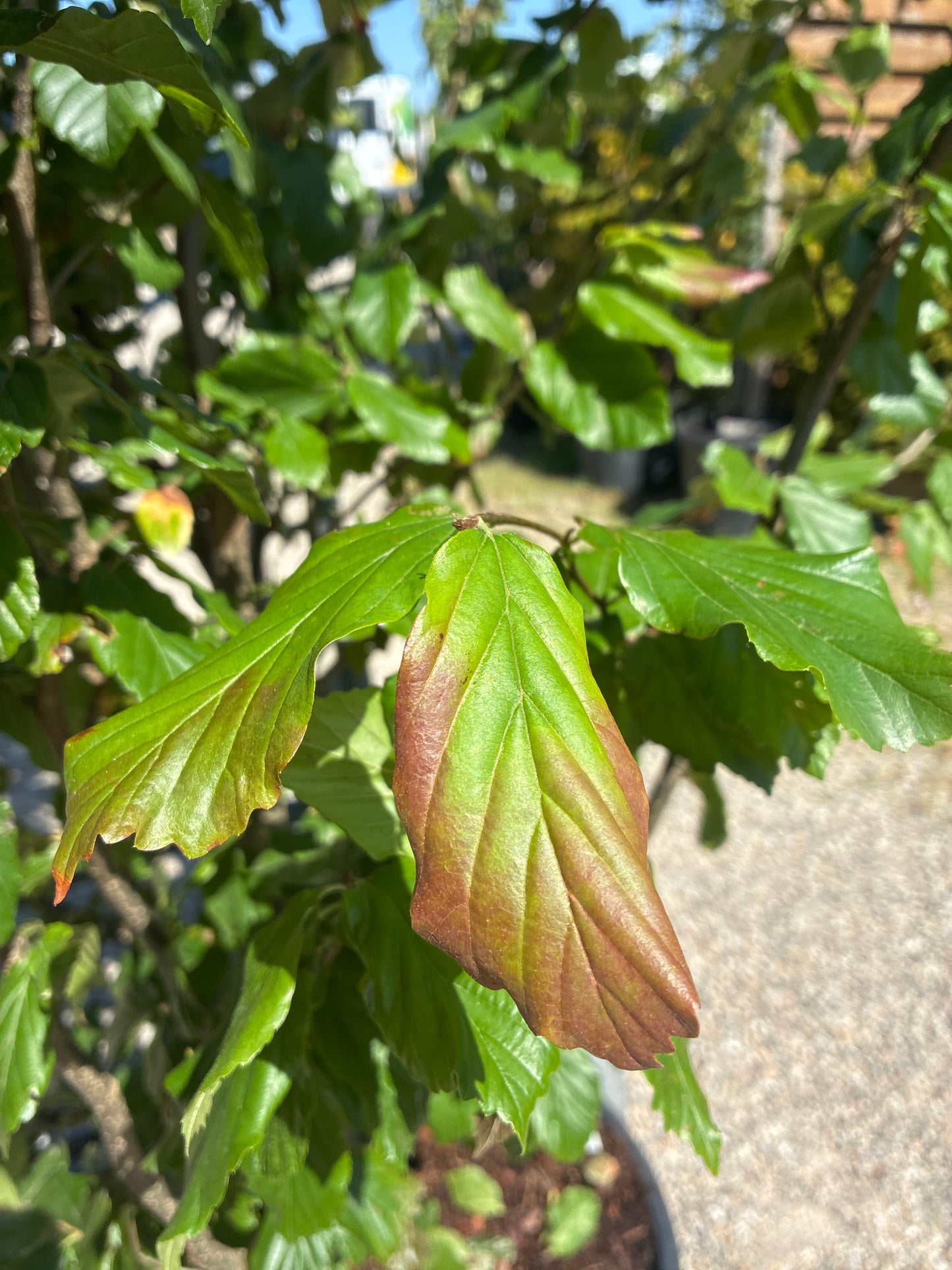 Eisenbaum / Parrotia persica
