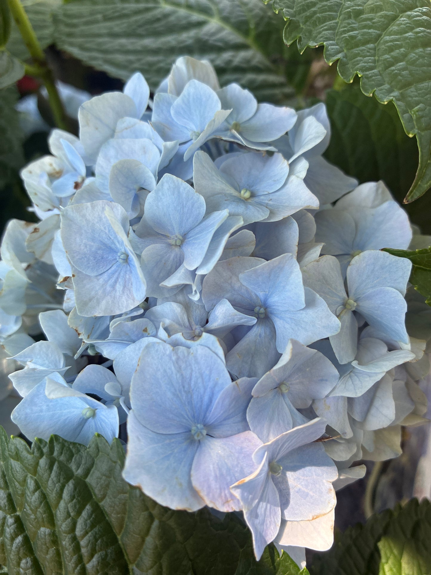 Ballhortensie / Hydrangea macrophylla 'Diva fiore' ®