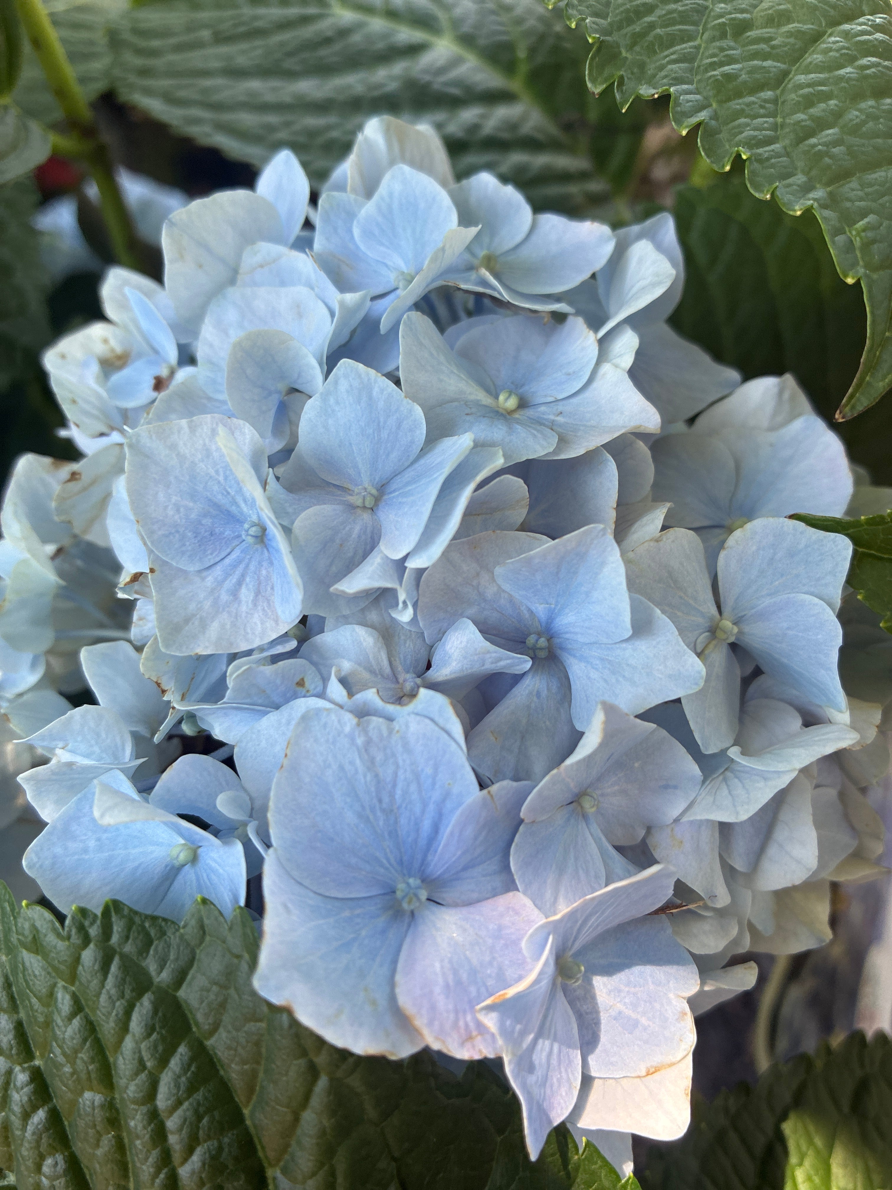 Ballhortensie / Hydrangea macrophylla 'Diva fiore' ®