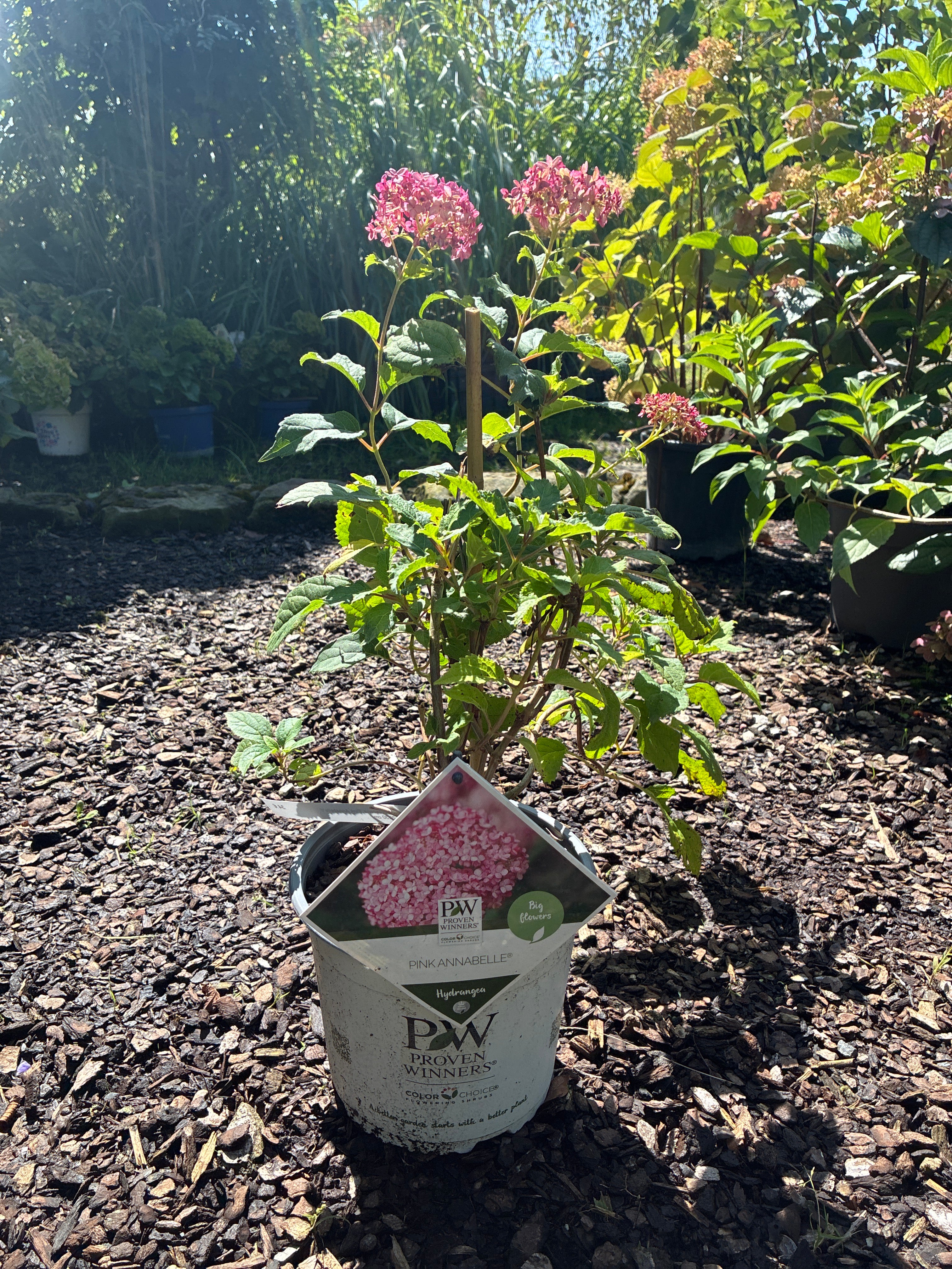 Ballhortensie / Hydrangea arborescens 'Pink Annabelle'®