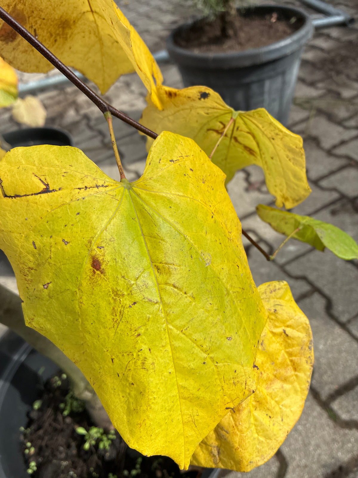 Hängender Kanadischer Judasbaum /Cercis canadensis ‘Lavender Twist’