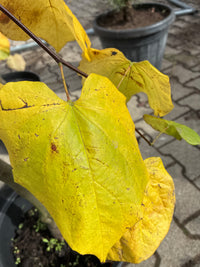 Hängender Kanadischer Judasbaum /Cercis canadensis ‘Lavender Twist’