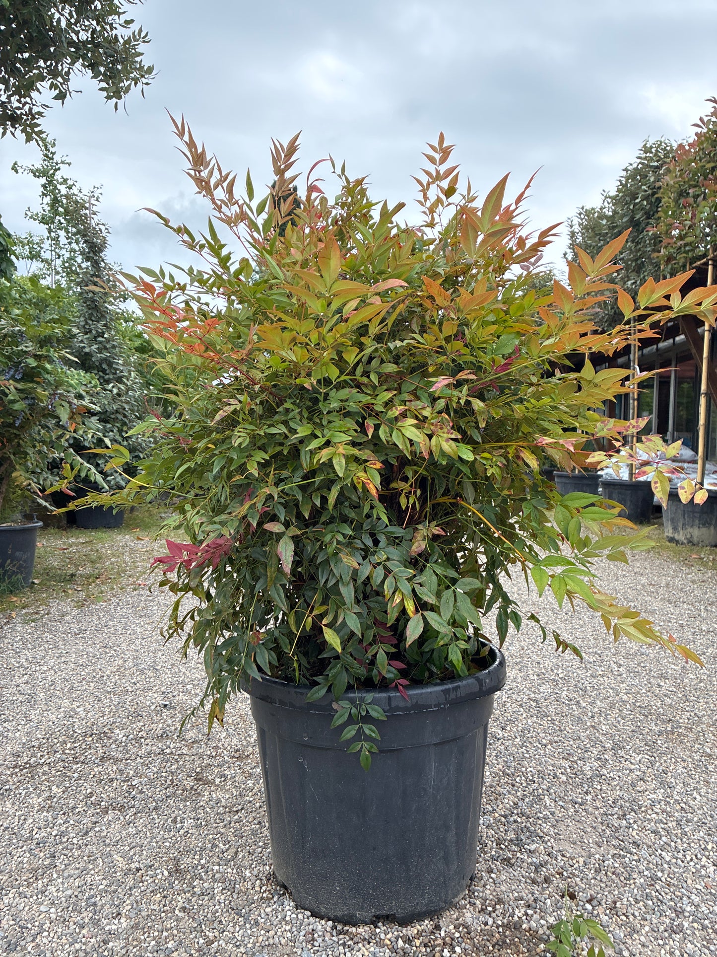 Himmelsbambus / Nandina domestica 'obsessed'
